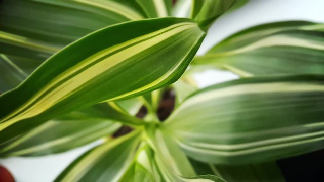 Indoor plant closeup from bottom to top.
Length: 17s, Resolution: 3840 x 2160 px
