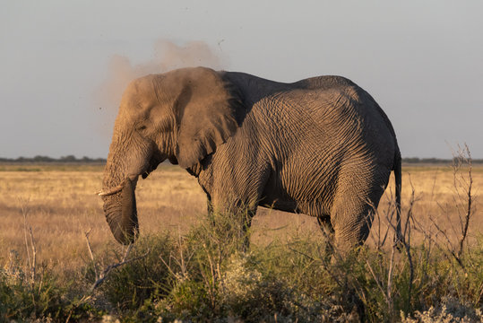 Evelphant in evening sun light thowing dirt across its back, dust clouds, Namibia