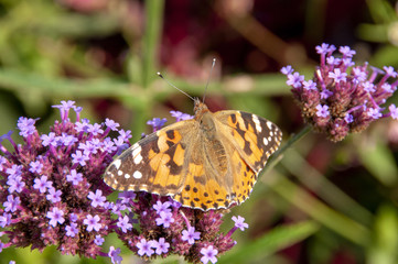 Painted lady butterfly