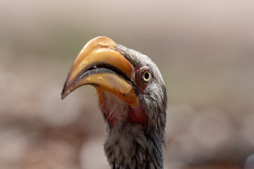 Extreme close up of southern yellow billed hornbill looking directly at camera