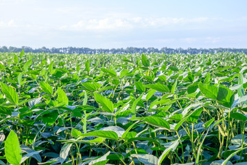 Field of green young growing soybeans. Closeup view