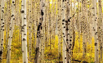 Autumn in the Aspens