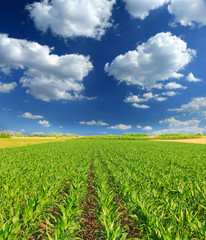 Cornfield with Clouds on Bright Summer Day