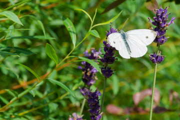 Close-up of a white cabbage butterfly sitting on the lavender flower.