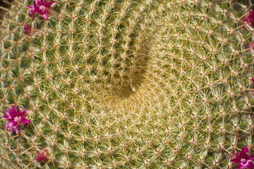Cactus flowers closeup background. Natural background. Top view
