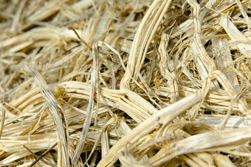 Macro shot of dry grass