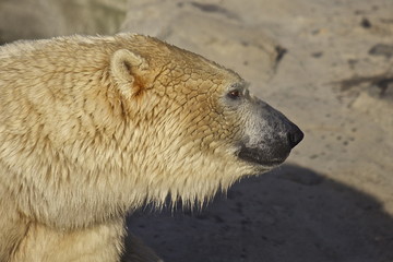 Eisbär Kopf 2