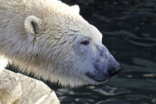 Eisb&auml;r Kopf