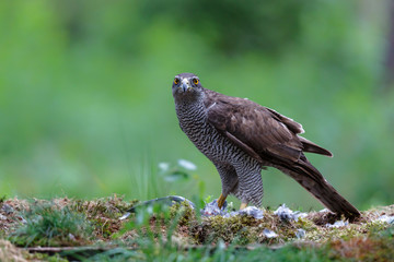Northern Goshawk eating a pigeon in the forest in Noord-Brabant in the Netherlands