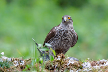 Northern Goshawk eating a pigeon in the forest in Noord-Brabant in the Netherlands