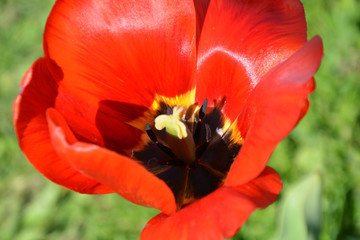 Fototapeta premium poppy, maquis, flower, red, tulip, nature, spring, flowers, green, yellow, tulips, garden, summer, plant, macro, flora, floral, blossom, beautiful, field, beauty, orange, poppies, bloom, petal, color