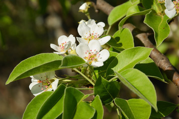  appletree, green, spring, plant, flower, tree, nature, blossom, white, garden, leaf, branch, bloom, flowers, leaves, fresh, cherry, blooming, flora, closeup, season, summer, herb, natural, bush