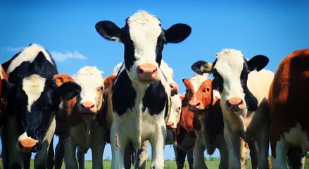 Abwaschbare Fototapete Kuh Kälber auf dem Feld