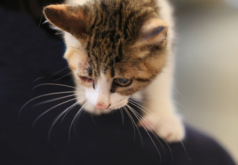 Closeup of a kitten, indoors