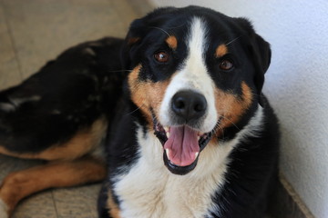 schöner appenzeller sennenhund