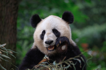 Happy Panda Bear Waving at the Viewer, Bifengxia Panda Reserve in Ya'an - Sichuan Province, China. Endangered Species Animal Conservation, Fluffy cute panda bear waving its paw in the air © Cedar