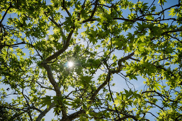 Fototapeta premium Sunlight on leaves in a tree 
