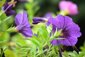 Purple flowers