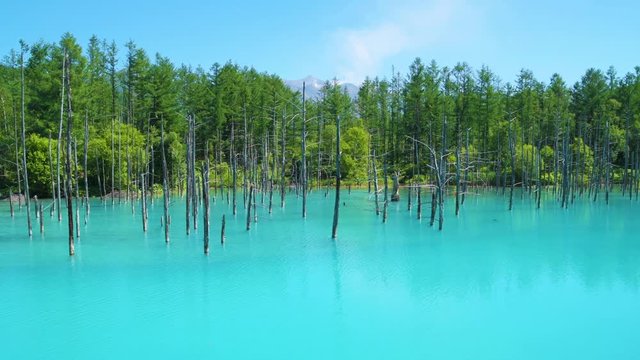 北海道 美瑛町 青い池