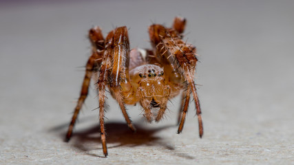 Spinne in Angriffsstellung