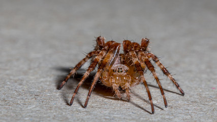 Spinne in Angriffsstellung