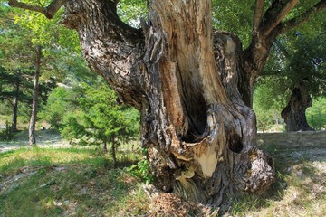 vieil arbre