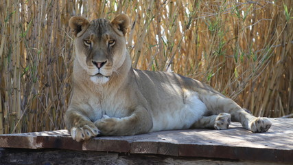 lion female