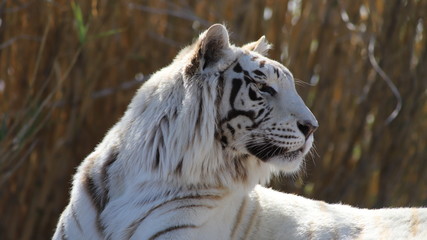 white tiger