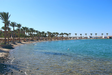 Fototapeta na wymiar Tropical resort in Egypt. Palm trees sea sand beach. People rest on beach