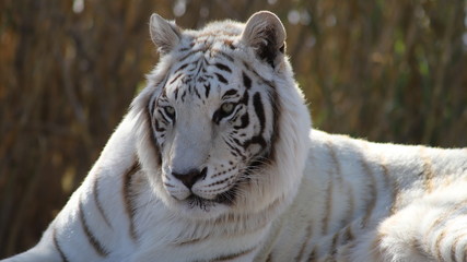 white tiger