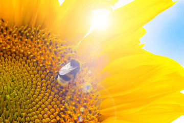 Bright yellow sunflower with bumblebee is illuminated by sunlight. Mock up template. Copy space for...