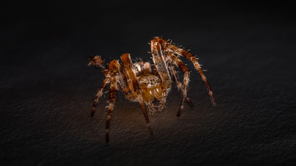 Spinne in Angriffsstellung