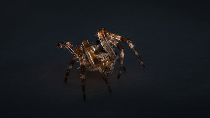 Spinne in Angriffsstellung