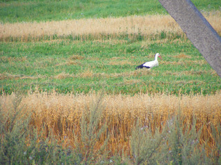 Stork on the green background