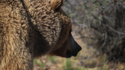 Fototapeta premium Grizzly Bear Female