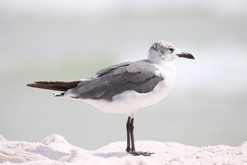 Seagull resting on the beach