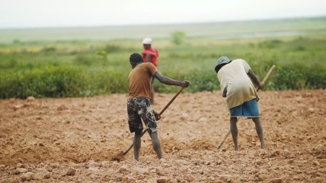 African farmers are working their soil with spades. handheld and light slow motion