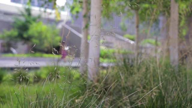 Tall grass swaying in the wind next to city hall in Toronto on a cloudy summer day with woman walking behind.