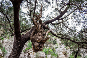 Fototapeta premium Head of dragon in the forest