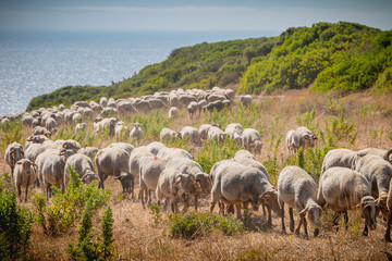 Obraz premium flock of sheep in a grassland by the sea