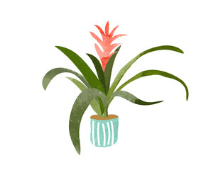 guzmania plant watercolor vector illustration. house potted plant. hand drawn exotic pot plant. tufted airplant. 