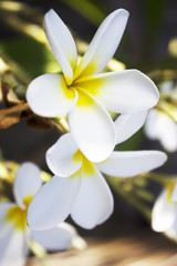 Fototapeta na wymiar White flower with yellow middle five petals