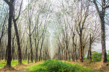 Garden Rubber tree Plantae Hevea brasiliensis Euphorbiaceae in Phuket Thailand