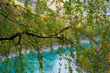 Birch over Katunya, Altai. _ Берёза над Катунью, Алтай. 