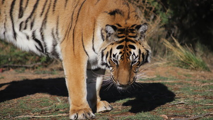 Bengal Tiger