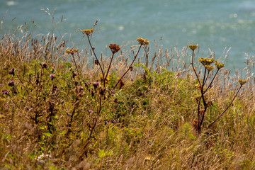 Seaside Dried Grasses and flowers along the pacific northwest oregon coast in the USA