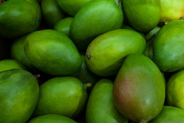 A lot of green mango fruit is ideal for the background