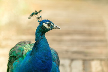 Close up image of bright colorful blue and green indian peafowl (peacock male) with crest standing in a park, blurry brown background, copy space