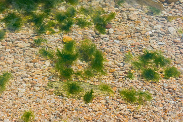 Algae in the clear water of Lake Baikal. _ Водоросли в прозрачной воде Байкала.