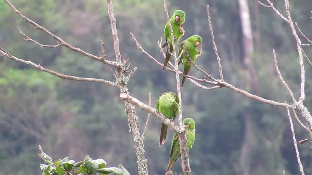 bunch of maritacas (Psittacara leucophthalma) on tree